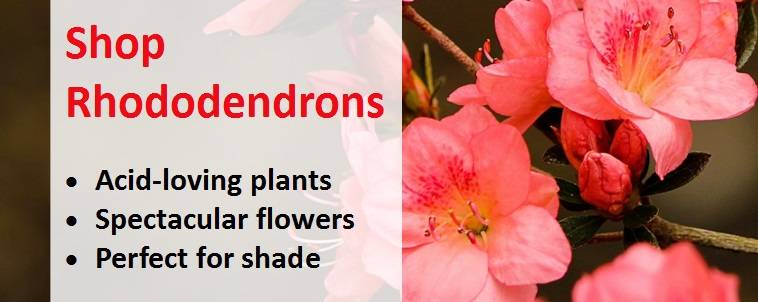 Shop for Rhododendron Plants 3